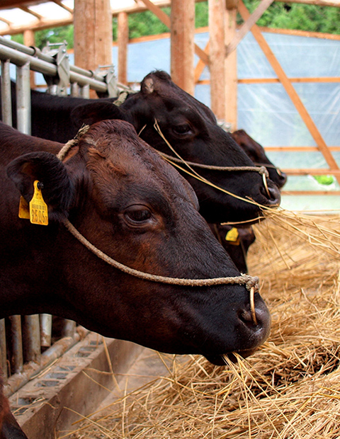 イメージ:鹿児島黒牛の日本一の味は徹底された飼育管理から<